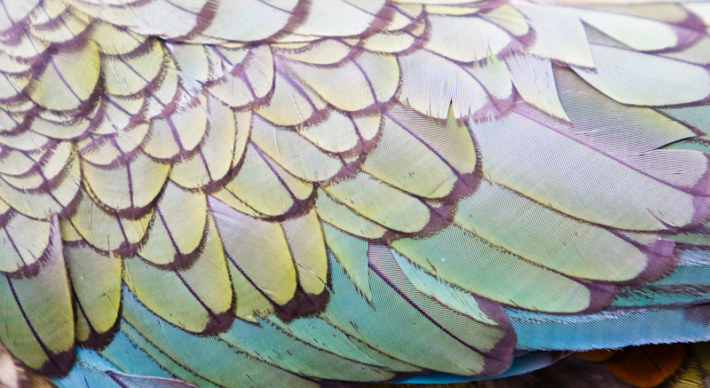 Kea Feather Detail